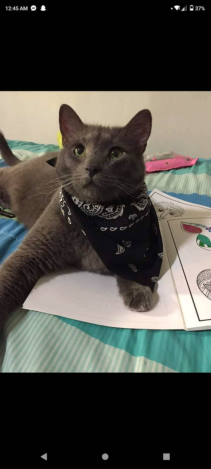 George joined the competition — help win amazing prizes! black_cat, carnivore, cat, cat_supply, comfort, domestic_short_haired_cat, felidae, fur, pet_supply, russian_blue, small_to_medium_sized_cats, snout, tail, terrestrial_animal, whiskers