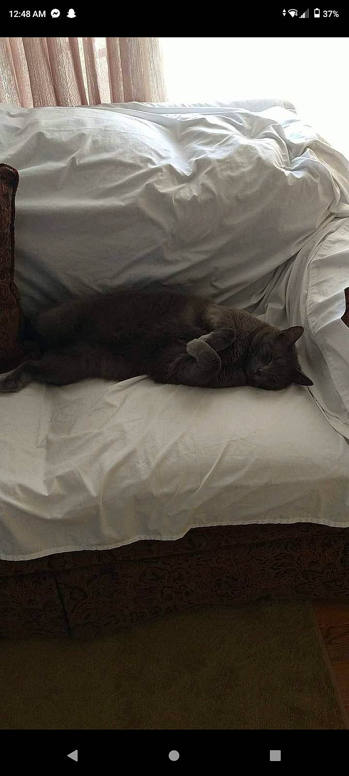 George is registered to the contest to win money with this photo: bed, bed_sheet, bedding, bedroom, comfort, duvet, event, fur, grey, hardwood, human_leg, linens, mattress, paper, paper_product, plastic_bag, room, sleeve, tints_and_shades, wood