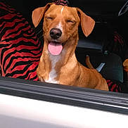 Spencer joined the competition — help win amazing prizes! dog, brown_dog, car, car_interior, seat_cover, zebra_stripe, tongue_out, happy_dog, closed_eyes, pet, animal, sunlight, window, vehicle, seat, canine, domestic_animal, mammal, companion, cute
