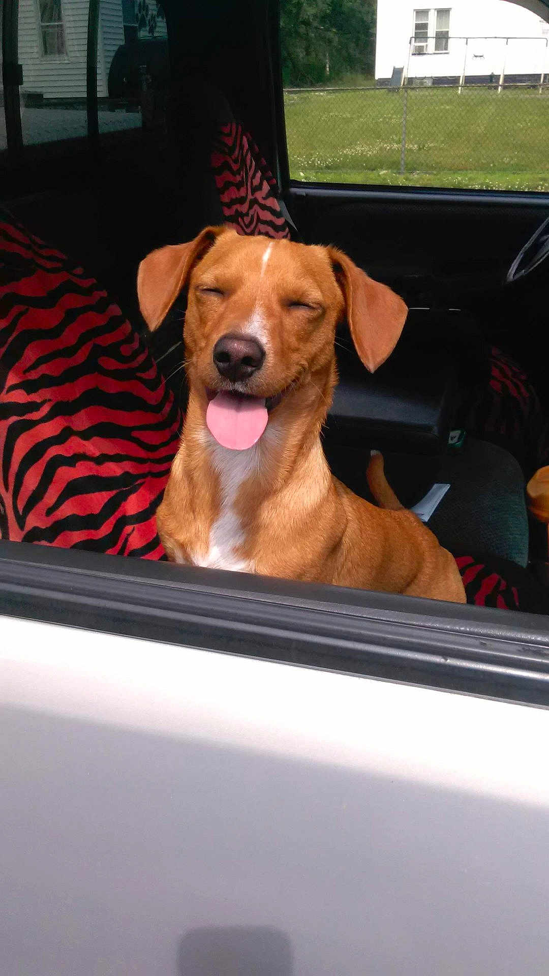Spencer joined the competition — help win amazing prizes! dog, brown_dog, car, car_interior, seat_cover, zebra_stripe, tongue_out, happy_dog, closed_eyes, pet, animal, sunlight, window, vehicle, seat, canine, domestic_animal, mammal, companion, cute