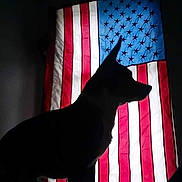 Tennessee is registered to the contest to win money with this photo: dog, silhouette, american_flag, indoor, shadow, pet, window, red, white, blue, stripes, stars, dark, contrast, animal, profile, backlit, proud, patriotic, shadowed