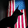 american_flag, animal, backlit, blue, contrast, dark, dog, indoor, patriotic, pet, profile, proud, red, shadow, shadowed, silhouette, stars, stripes, white, window