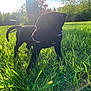 Atom is registered to the contest to win money with this photo: animal, black_dog, collar, curious, daylight, dog, field, grass, greenery, nature, outdoor, park, pet, puppy, sky, summer, sunflare, sunlight, tree, young_dog