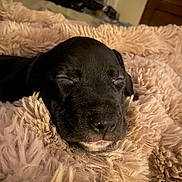 Atom joined the competition — help win amazing prizes! adorable, black_dog, blanket, calm, closeup, cozy, cute, dog, fluffy, fur, indoor, nostrils, pet, puppy, relaxed, resting, sleeping, snout, soft, whiskers