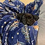 animal, blanket, blue_blanket, comfort, cozy, cute, dog, fur, indoor, pet, pine_pattern, puppy, relaxation, resting, sleepy, snug, soft_texture, star_pattern, warm, young_dog