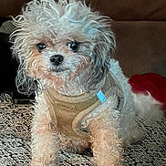 Kruella is registered to the contest to win money with this photo: animal, brown, canine, companion, curious, curly_fur, cute, dog, domestic_animal, fluffy, friendly, furry, harness, indoor, looking, pet, portrait, sitting, small_dog, white