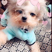 Kruella joined the competition — help win amazing prizes! dog, fluffy, blue_clothing, glasses_filter, pink_bow_filter, hearts, snapchat, phone_screen, patterned_surface, cute, pet, filter, playful, portrait, indoor, animal, face_filter, mobile_app, screenshot, cozy