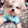 dog, fluffy, blue_clothing, glasses_filter, pink_bow_filter, hearts, snapchat, phone_screen, patterned_surface, cute, pet, filter, playful, portrait, indoor, animal, face_filter, mobile_app, screenshot, cozy