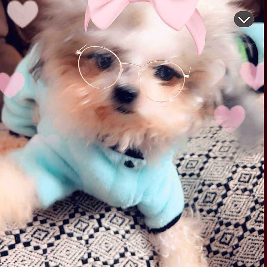 Kruella joined the competition — help win amazing prizes! dog, fluffy, blue_clothing, glasses_filter, pink_bow_filter, hearts, snapchat, phone_screen, patterned_surface, cute, pet, filter, playful, portrait, indoor, animal, face_filter, mobile_app, screenshot, cozy