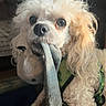 Cooper joined the competition — help win amazing prizes! dog, poodle, toy, indoor, pet, white, fluffy, curious, harness, animal, cute, closeup, playful, mammal, portrait, fur, looking_up, domestic, companion, friendly