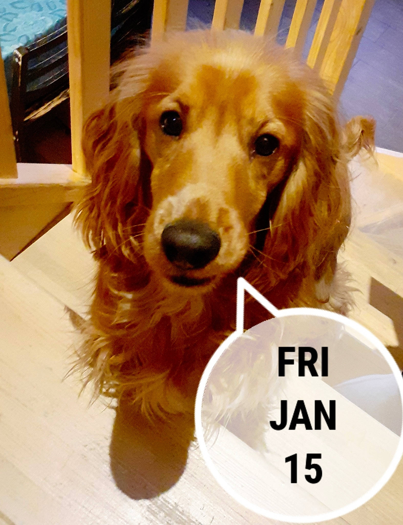 Bill a rejoint le concours — aidez-le/la à gagner de superbes lots ! canidae, carnivore, companion_dog, dog, dog_breed, dog_supply, fawn, flooring, fur, liver, logo, mammal, pet_supply, photo_caption, snout, sporting_group, working_animal