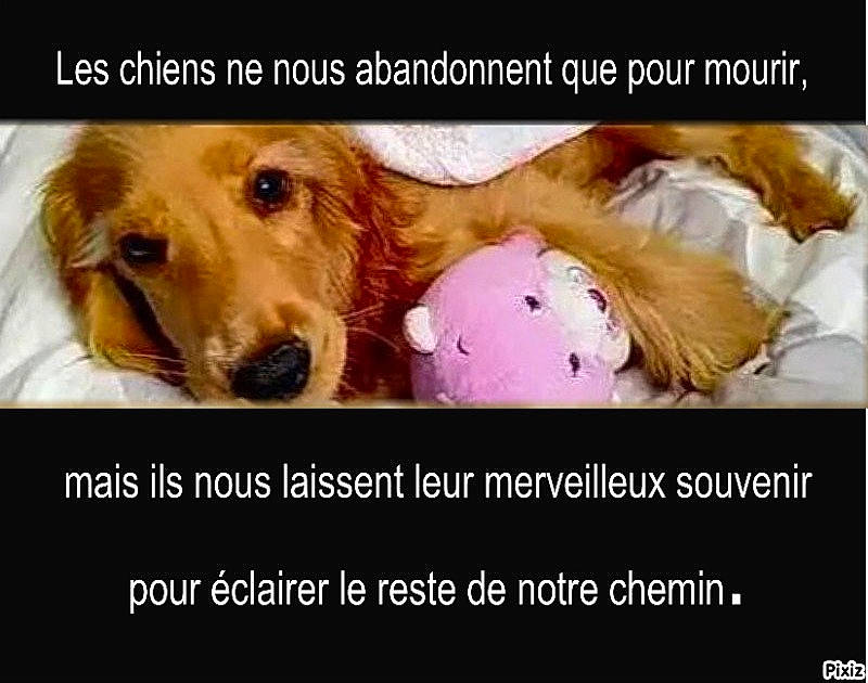 Bill participe au concours pour gagner de l'argent avec cette photo : canidae, carnivore, companion_dog, dog, dog_breed, dog_supply, font, fur, golden_retriever, happy, liver, paw, photo_caption, puppy_love, selfie, smile, snout, sporting_group, toy, whiskers