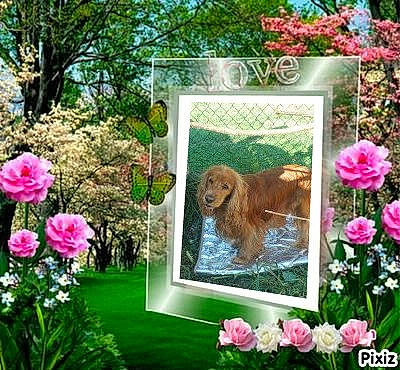 Bill a rejoint le concours — aidez-le/la à gagner de superbes lots ! art, botany, carnivore, companion_dog, dog, dog_breed, fawn, flower, grass, green, gun_dog, landscape, liver, nature, petal, pink, plant, rose, shrub, tree