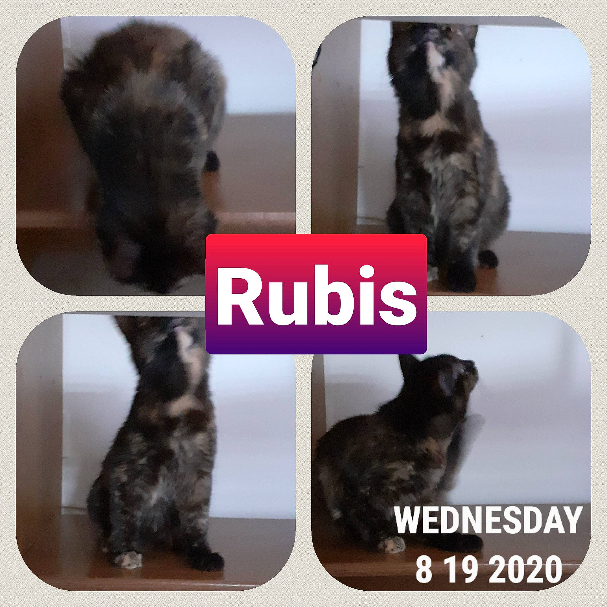 Ruby participe au concours pour gagner de l'argent avec cette photo : black, brown, carnivore, cat, companion_dog, dog, dog_breed, felidae, font, liver, mammal, pet_supply, photograph, product, rectangle, small_to_medium_sized_cats, snapshot, snout, tail, vertebrate