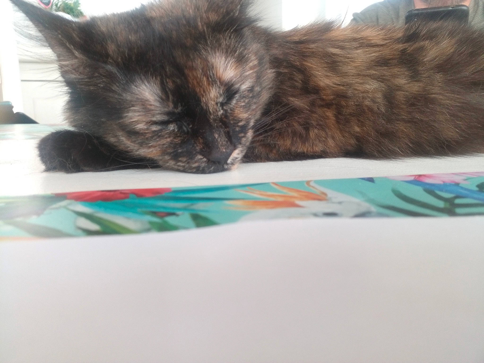 Ruby a rejoint le concours — aidez-le/la à gagner de superbes lots ! black_cat, carnivore, cat, cat_supply, claw, comfort, domestic_short_haired_cat, felidae, flooring, fur, linens, nap, paw, small_to_medium_sized_cats, tail, whiskers, window