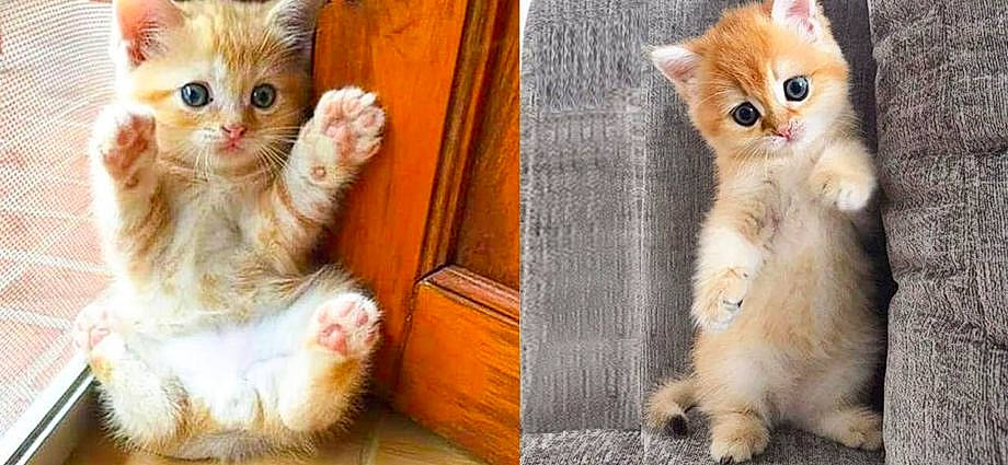 Les Chats Trop Choux participe au concours pour gagner de l'argent avec cette photo : carnivore, cat, claw, domestic_short_haired_cat, facial_expression, fawn, felidae, fur, gesture, iris, mammal, paw, photo_caption, sitting, small_to_medium_sized_cats, snout, tail, vertebrate, whiskers, wood