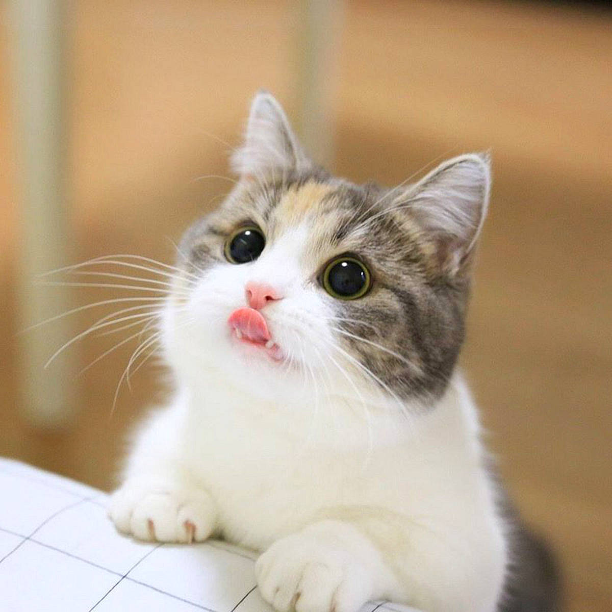 Les Chats Trop Choux a rejoint le concours — aidez-le/la à gagner de superbes lots ! carnivore, cat, claw, curious, domestic_short_haired_cat, fawn, felidae, flooring, foot, fur, iris, paw, science, small_to_medium_sized_cats, snout, tail, terrestrial_animal, whiskers