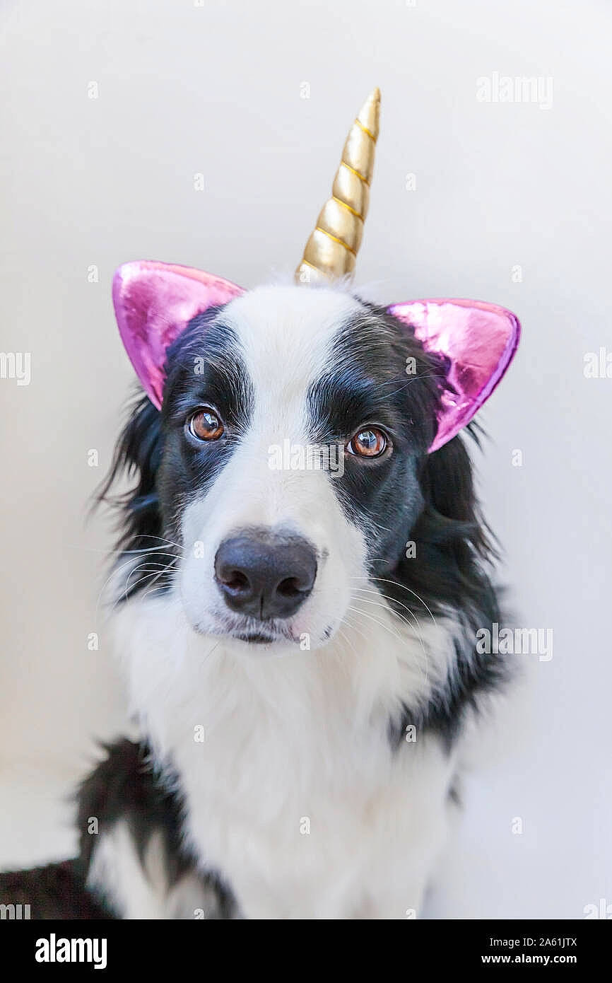 Les Chiens Trop Choux a rejoint le concours — aidez-le/la à gagner de superbes lots ! art, canidae, carnivore, collar, companion_dog, creative_arts, dog, dog_breed, dog_collar, fashion_accessory, fur, herding_dog, illustration, plant, snout, sporting_group, toy, whiskers, working_animal, working_dog