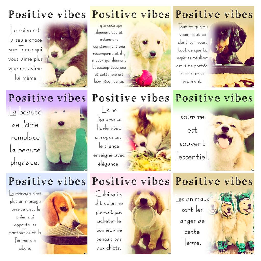 Les Chiens Trop Choux participe au concours pour gagner de l'argent avec cette photo : bear, canidae, carnivore, companion_dog, dog, dog_breed, fawn, font, fur, magenta, mammal, organism, photo_caption, photography, plush, stuffed_toy, teddy_bear, toy, vertebrate, yellow