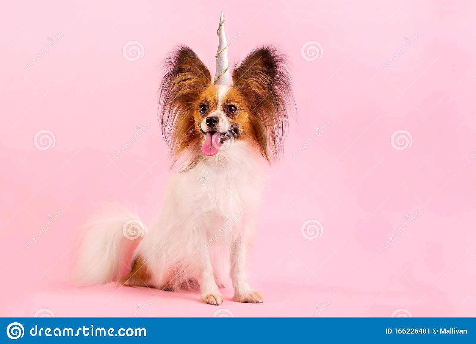 Les Chiens Trop Choux participe au concours pour gagner de l'argent avec cette photo : canidae, carnivore, companion_dog, dog, dog_breed, dog_supply, fawn, fur, happy, head, liver, magenta, non_sporting_group, snout, sporting_group, toy_dog, water_dog