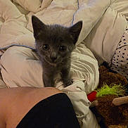 Coco joined the competition — help win amazing prizes! animal, bed, blanket, comforter, cozy, curious, cute, domestic, feather, feline, fur, gray_fur, indoor, kitten, person_leg, pet, resting, small, soft, toy