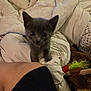animal, bed, blanket, comforter, cozy, curious, cute, domestic, feather, feline, fur, gray_fur, indoor, kitten, person_leg, pet, resting, small, soft, toy
