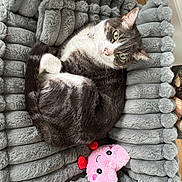 Cocoa Misty joined the competition — help win amazing prizes! cat, pet, plush_bed, gray, fur, green_eyes, toy, pink, heart_shaped, smiling_face, indoor, cozy, curled_up, relaxed, animal, cute, floor, wooden_floor, soft, comfortable