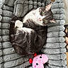 cat, pet, plush_bed, gray, fur, green_eyes, toy, pink, heart_shaped, smiling_face, indoor, cozy, curled_up, relaxed, animal, cute, floor, wooden_floor, soft, comfortable