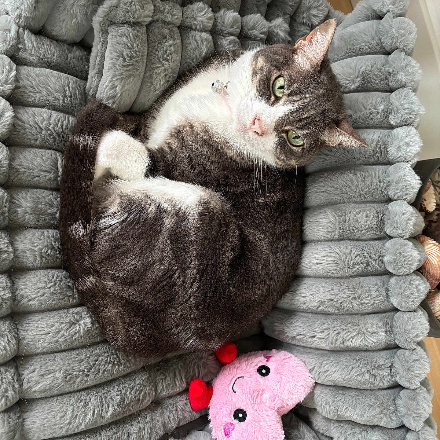 Cocoa Misty joined the competition — help win amazing prizes! cat, pet, plush_bed, gray, fur, green_eyes, toy, pink, heart_shaped, smiling_face, indoor, cozy, curled_up, relaxed, animal, cute, floor, wooden_floor, soft, comfortable