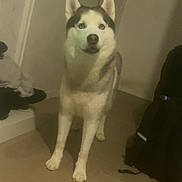Aïko participe au concours pour gagner de l'argent avec cette photo : dog, siberian_husky, indoor, floor, door, fur, pet, animal, blue_eyes, canine, standing, looking, alert, household, shadow, light, ears, nose, mouth, legs