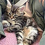 Willow is registered to the contest to win money with this photo: kitten, cat, tabby, fluffy, fur, pet, animal, resting, cozy, blanket, clothing, jacket, sweater, seatbelt, indoor, cute, small, relaxed, striped, young