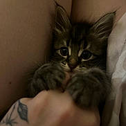 Willow joined the competition — help win amazing prizes! kitten, cat, paw, hand, tattoo, legs, furry, cute, pet, animal, indoor, closeup, playful, young, whiskers, fur, eyes, cozy, resting, touch