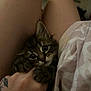 Willow is registered to the contest to win money with this photo: kitten, cat, pet, hand, legs, tattoo, fur, close_up, indoor, cute, animal, claws, grip, human, skin, feline, resting, comfort, soft, young