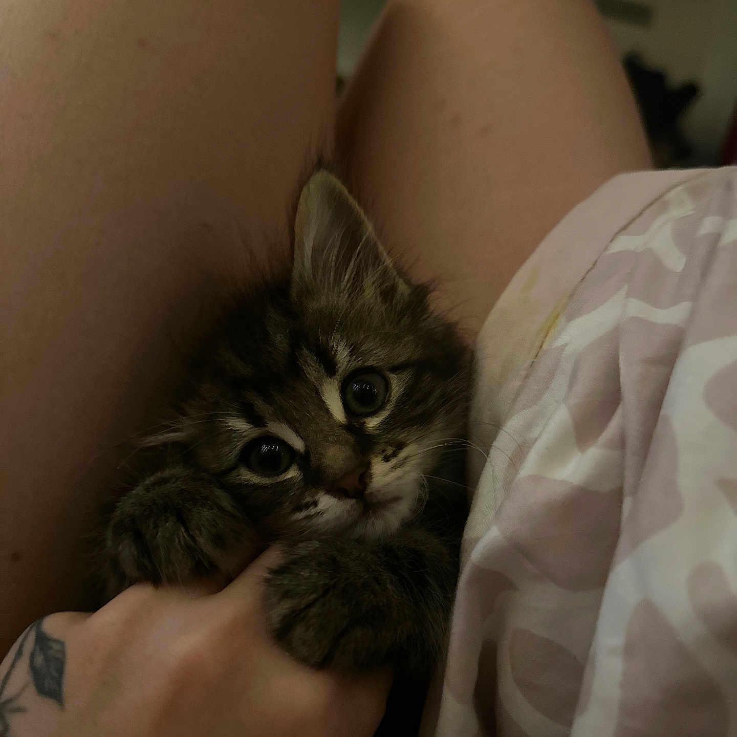 Willow is registered to the contest to win money with this photo: animal, cat, claws, close_up, comfort, cute, feline, fur, grip, hand, human, indoor, kitten, legs, pet, resting, skin, soft, tattoo, young