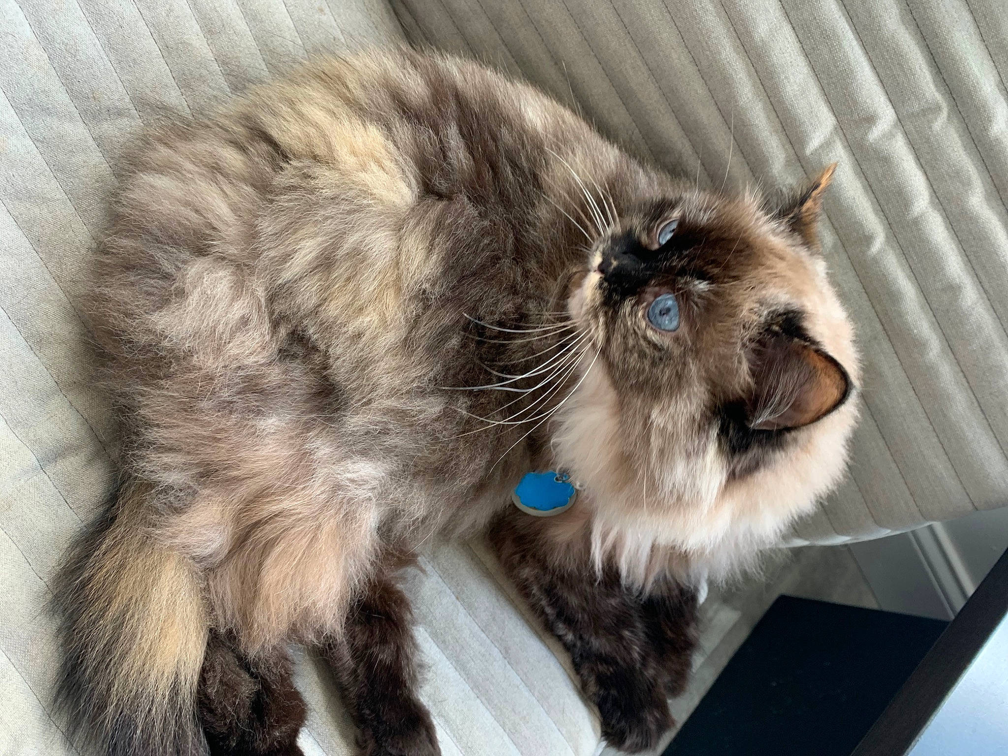 Meowington is registered to the contest to win money with this photo: balinese, birman, british_longhair, carnivore, cat, claw, comfort, companion_dog, dog_breed, domestic_short_haired_cat, fawn, felidae, fur, paw, small_to_medium_sized_cats, snout, tail, terrestrial_animal, thai, whiskers