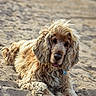 dog, golden, curly_fur, beach, sand, lying_down, pet, outdoor, animal, canine, fluffy, portrait, relaxed, nature, sunlight, cute, mammal, friendly, fur, summer