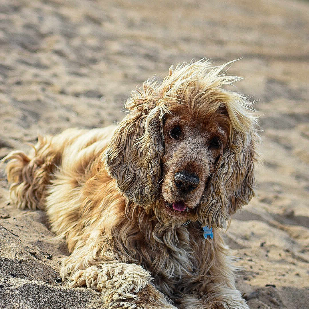 Milo
