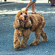 Milo a rejoint le concours — aidez-le/la à gagner de superbes lots ! animal, blurred_background, canine, daytime, dog, fluffy_ears, friendly, golden_brown, happy, harness, outdoor, pavement, pet, shadow, side_view, street, sunlight, tongue_out, urban, walking