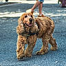dog, golden_brown, fluffy_ears, harness, street, urban, sunlight, shadow, walking, happy, tongue_out, canine, pet, side_view, outdoor, pavement, animal, friendly, daytime, blurred_background