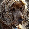 dog, curly_hair, golden_brown, close_up, portrait, outdoor, animal, pet, fur, face, nose, collar, tag, thoughtful, natural_light, beach, sand, canine, mammal, companion