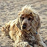 dog, golden, curly_fur, beach, sand, laying_down, outdoor, pet, animal, canine, relaxed, fur, nature, summer, sunlight, mammal, cute, portrait, resting, friendly