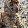 dog, beach, sand, curly_fur, collar, animal, outdoor, pet, golden_color, water, mountains, nature, canine, fur, sunlight, relaxing, portrait, daytime, tag, closeup