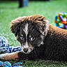 Izy participe au concours pour gagner de l'argent avec cette photo : puppy, dog, grass, toy, rope_toy, outdoor, pet, animal, cute, fur, brown_fur, white_markings, playful, young_dog, close_up, portrait, looking, lying_down, nature, daylight