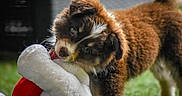 Izy participe au concours pour gagner de l'argent avec cette photo : puppy, dog, brown_fur, fluffy, toy, plush_toy, grass, outdoor, pet, animal, cute, playful, young_dog, chewing, white, red, fur, background_blur, nature, closeup