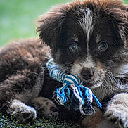 Izy a rejoint le concours — aidez-le/la à gagner de superbes lots ! puppy, dog, grass, toy, rope_toy, brown_fur, white_fur, cute, pet, animal, outdoor, playful, young_dog, fur, muzzle, nose, whiskers, paw, lying_down, close_up
