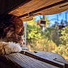 Izy participe au concours pour gagner de l'argent avec cette photo : dog, resting, wood, fur, outdoor, sunlight, nature, garden, peaceful, animal, pet, closeup, wooden_structure, daylight, relaxing, brown_fur, paw, focus, calm, background_blur