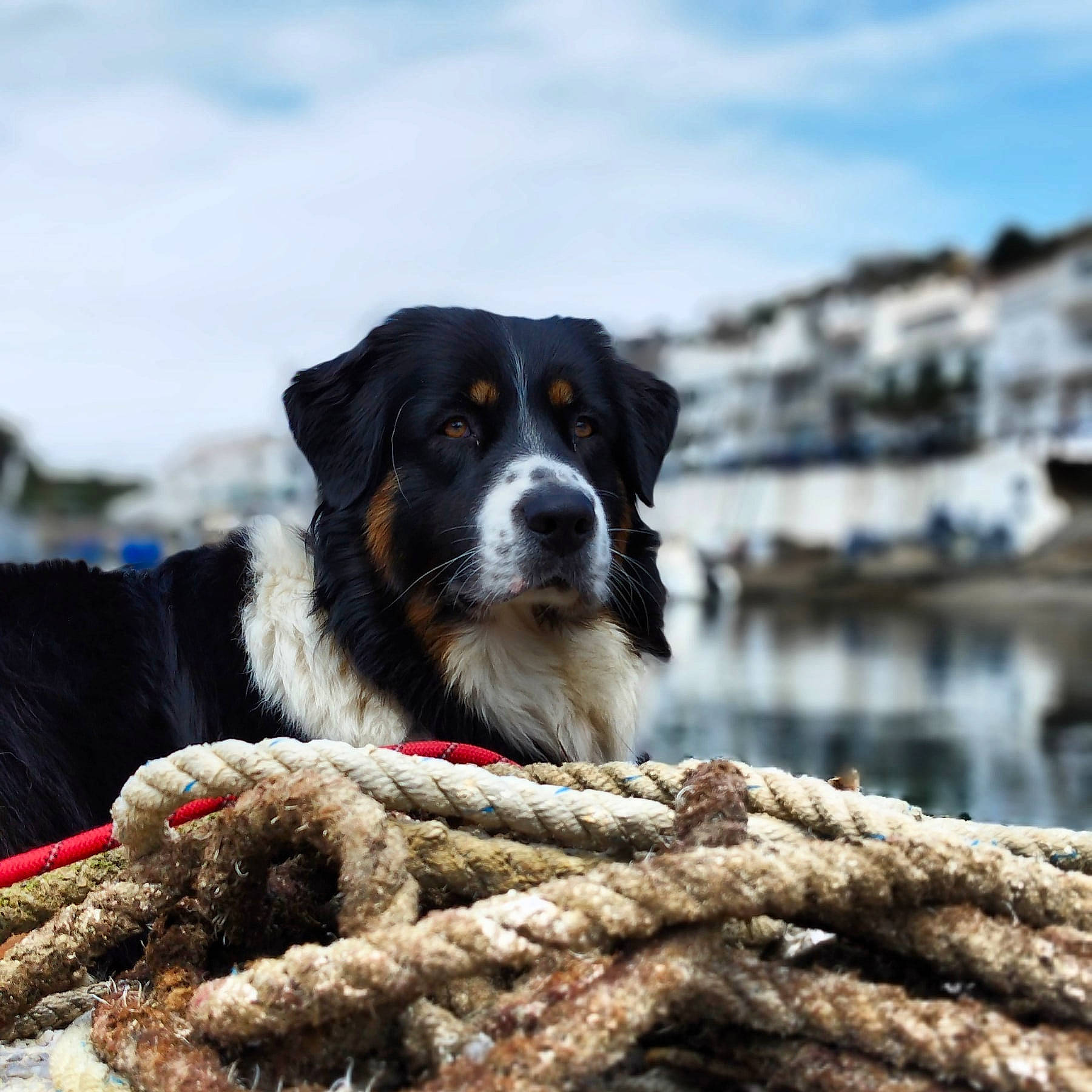 Trapper a rejoint le concours — aidez-le/la à gagner de superbes lots ! australian_collie, border_collie, canidae, carnivore, cloud, companion_dog, dog, dog_breed, fur, gun_dog, herding_dog, mcnab, sky, snout, snow, sporting_group, water, winter, wood, working_dog