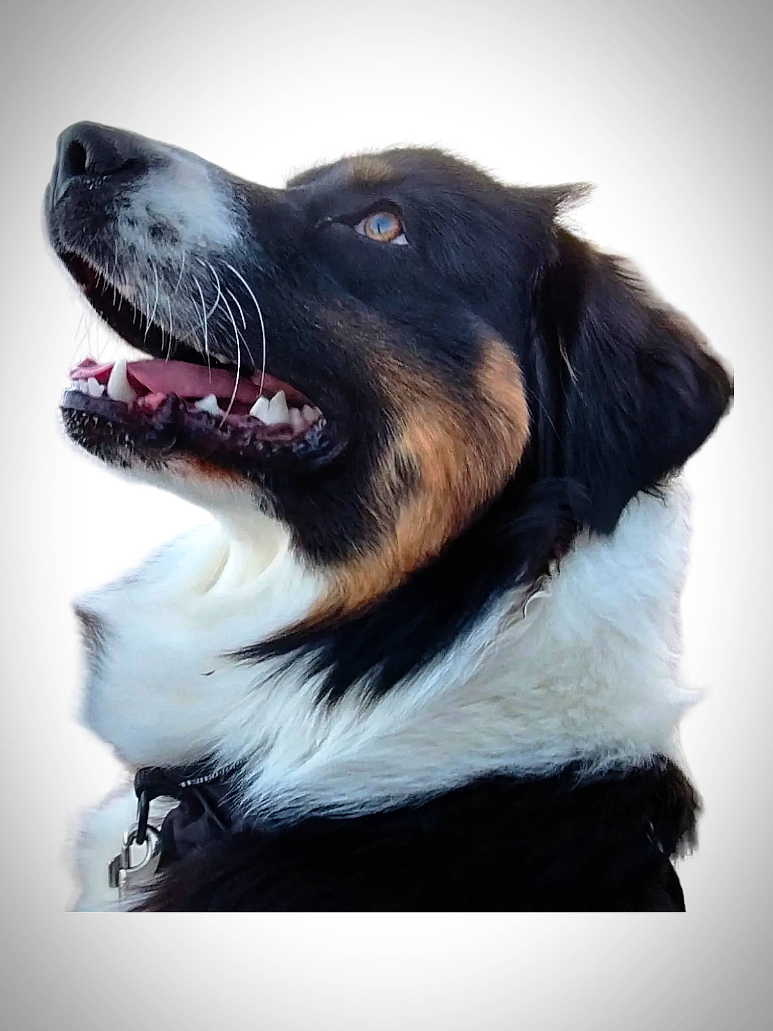 Trapper participe au concours pour gagner de l'argent avec cette photo : art, ball, canidae, carnivore, collar, companion_dog, dog, dog_breed, fur, happy, sporting_group, whiskers, working_animal, working_dog