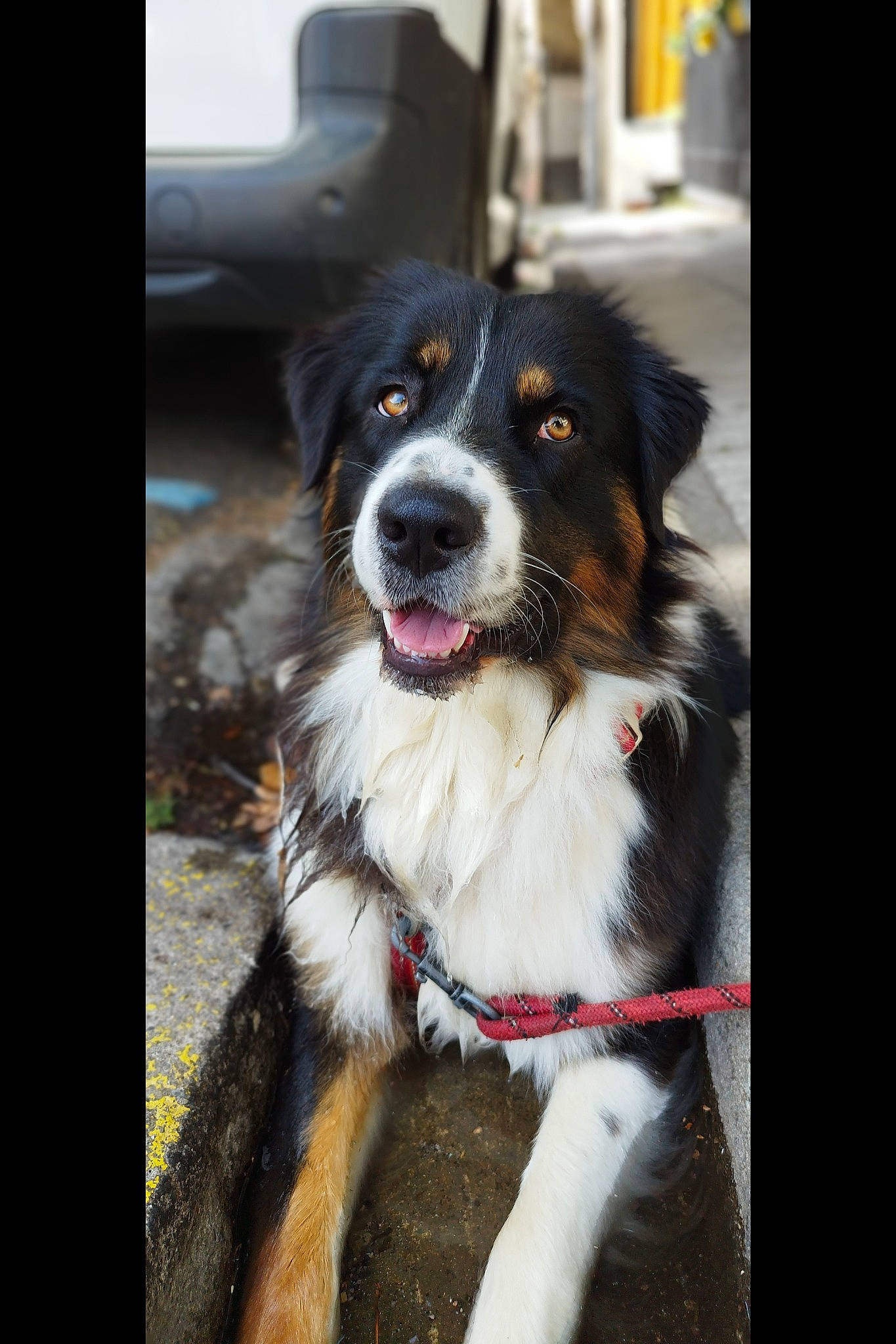 Trapper participe au concours pour gagner de l'argent avec cette photo : australian_shepherd, border_collie, canidae, carnivore, collar, companion_dog, dog, dog_breed, dog_collar, door, fur, herding_dog, snout, sporting_group, whiskers, working_animal, working_dog
