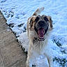 backyard, canine, closeup, collar, dog, excited, fur, happy, joyful, jumping, open_mouth, outdoor, paws, pet, playful, sidewalk, snow, tail, tongue_out, winter
